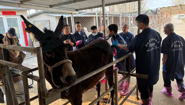 Donkey Artificial Insemination Training Course Donkey Artificial Insemination Training Course
