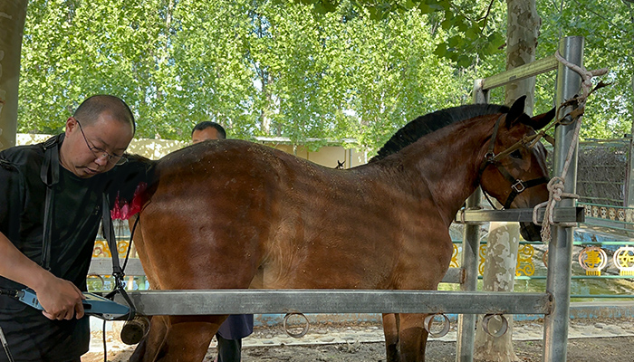 Horse Artificial Insemination Training Course Horse Artificial Insemination Training Course
