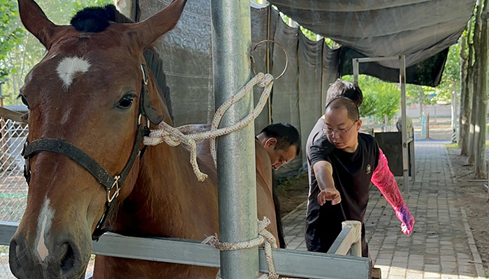 Horse Artificial Insemination Training Course Horse Artificial Insemination Training Course