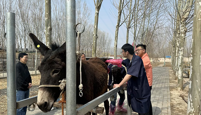 Donkey Artificial Insemination Training Course Donkey Artificial Insemination Training Course