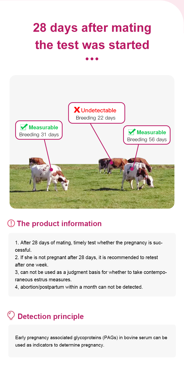 Bovine Pregnancy Test Strip