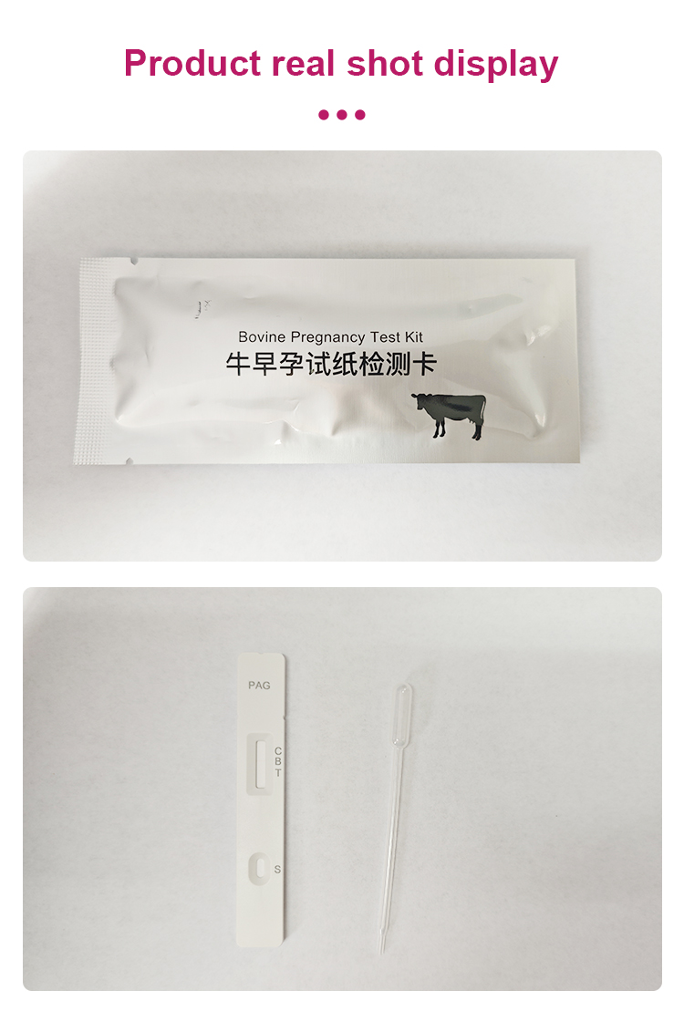 Bovine Pregnancy Test Strip